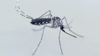 AEDES